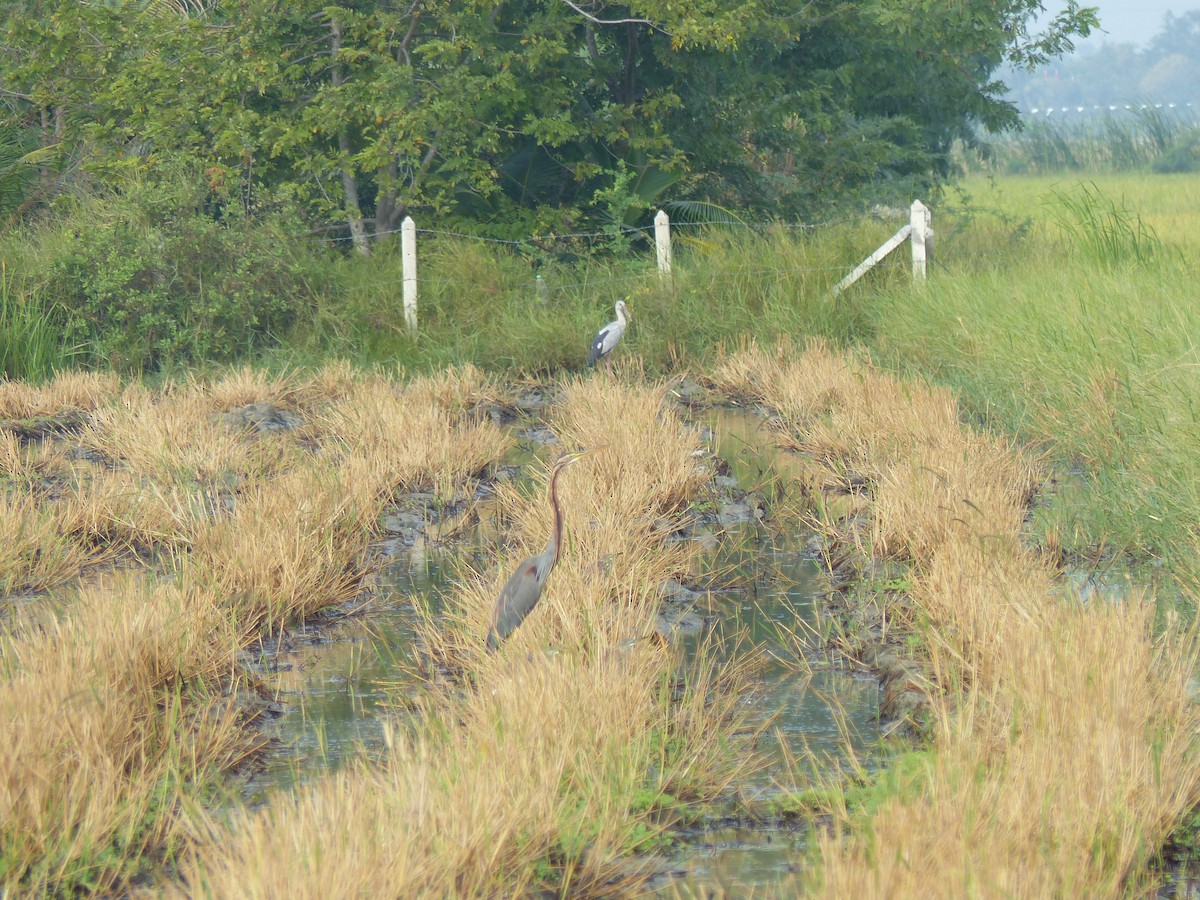 volavka červená - ML646335427