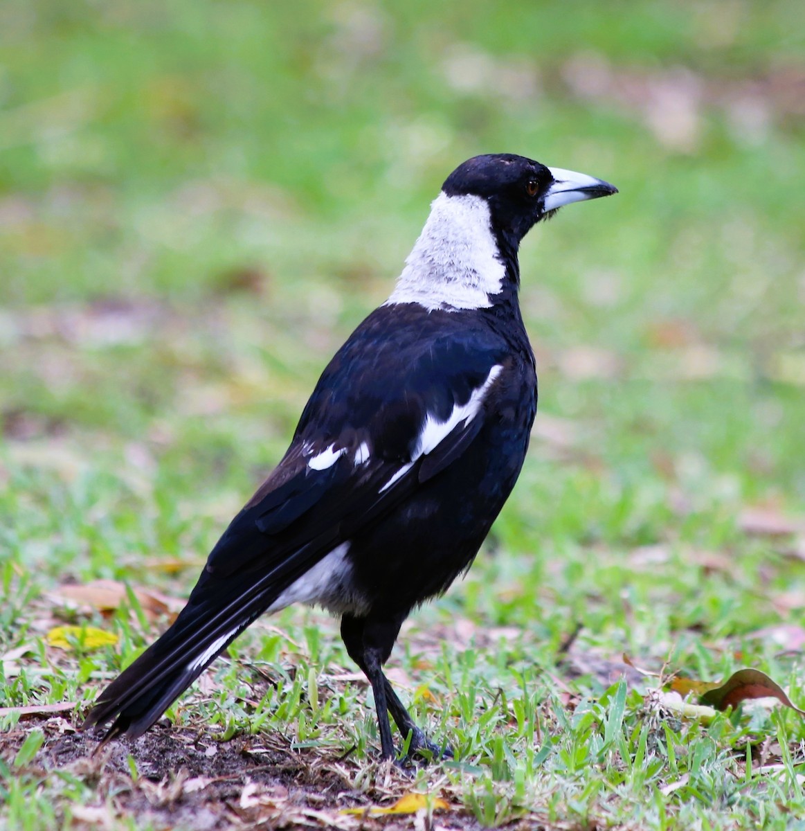 Australian Magpie - ML646335428