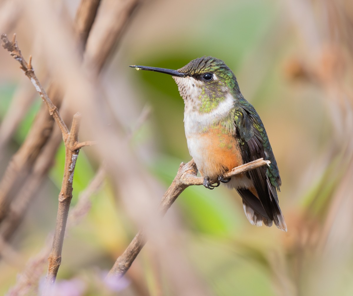 Amethyst Woodstar - ML646335429