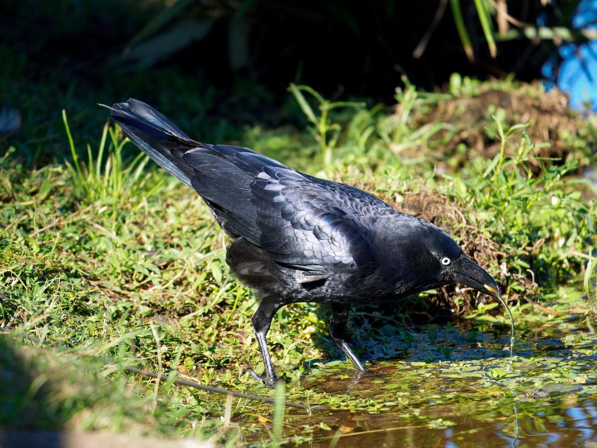 Torresian Crow - ML646335430