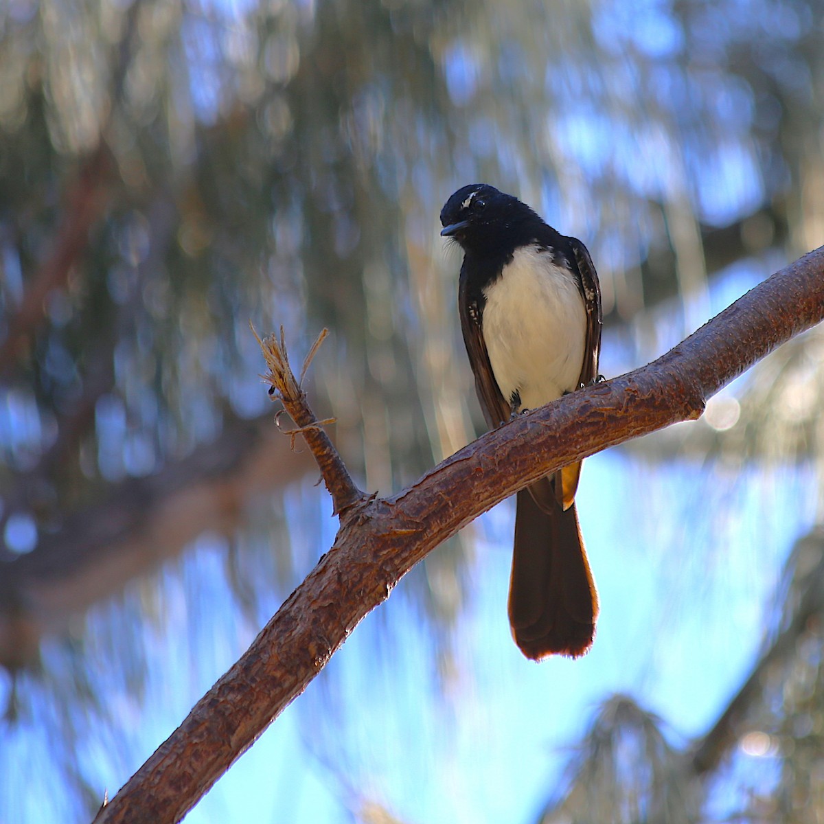 Willie-wagtail - ML646335431