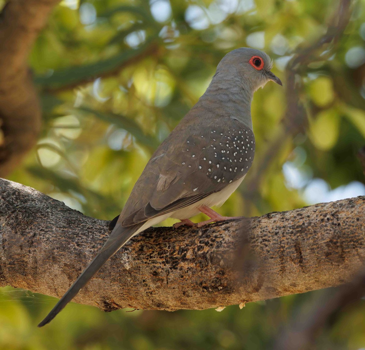 ウスユキバト - ML646335432