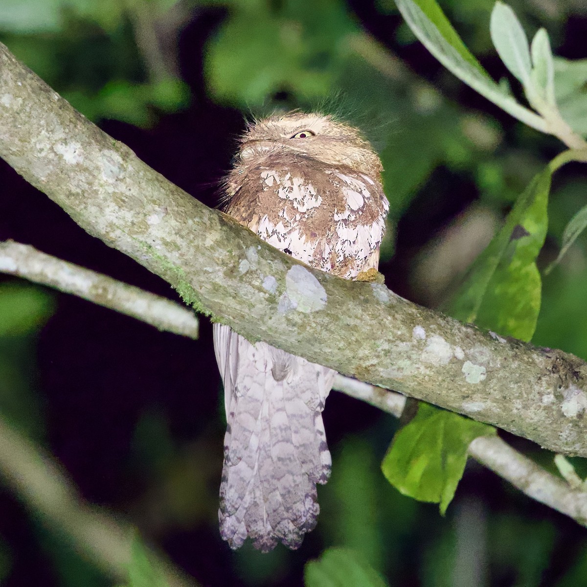 Javan Frogmouth - ML646335433