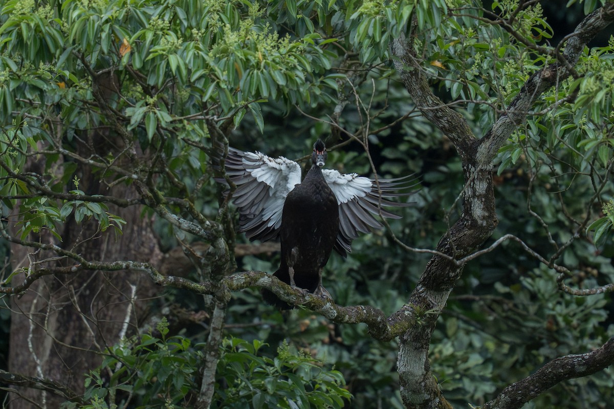 Ahate musketaduna - ML646335435