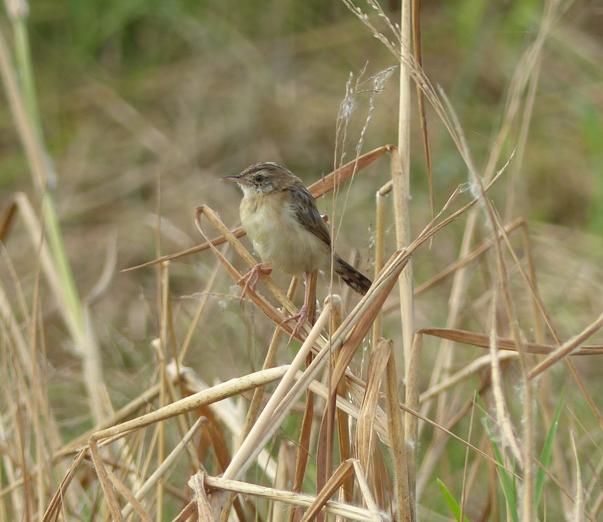 cistovník rákosníkový - ML646335436