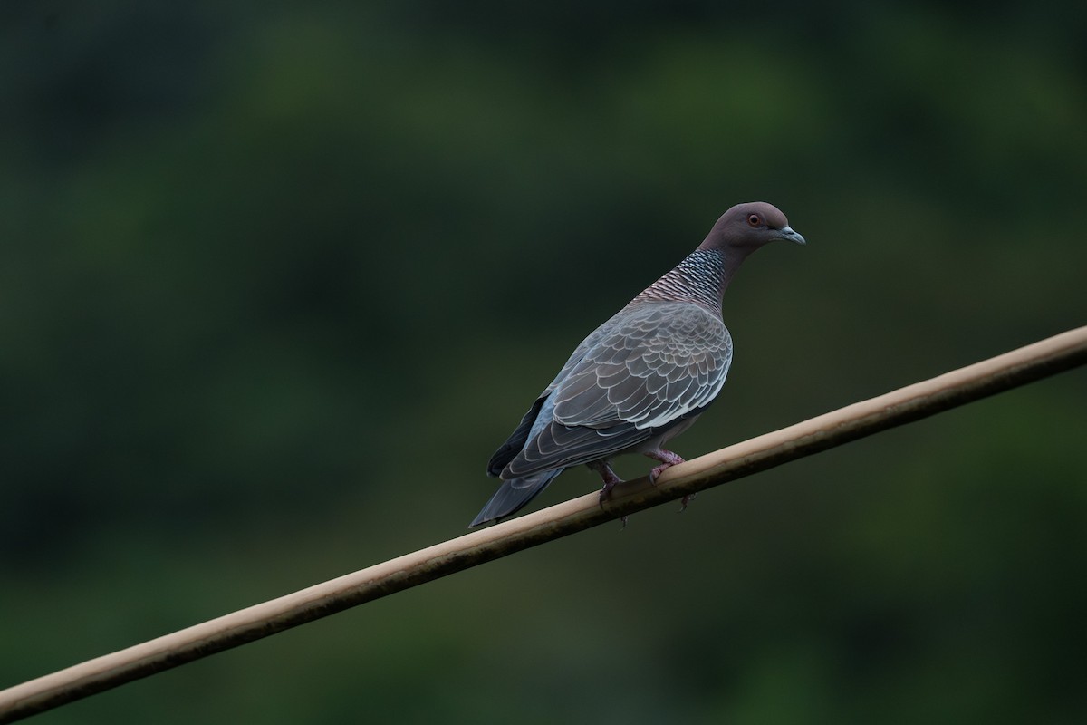 Picazuro Pigeon - ML646335437
