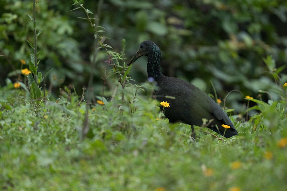 Green Ibis - ML646335441