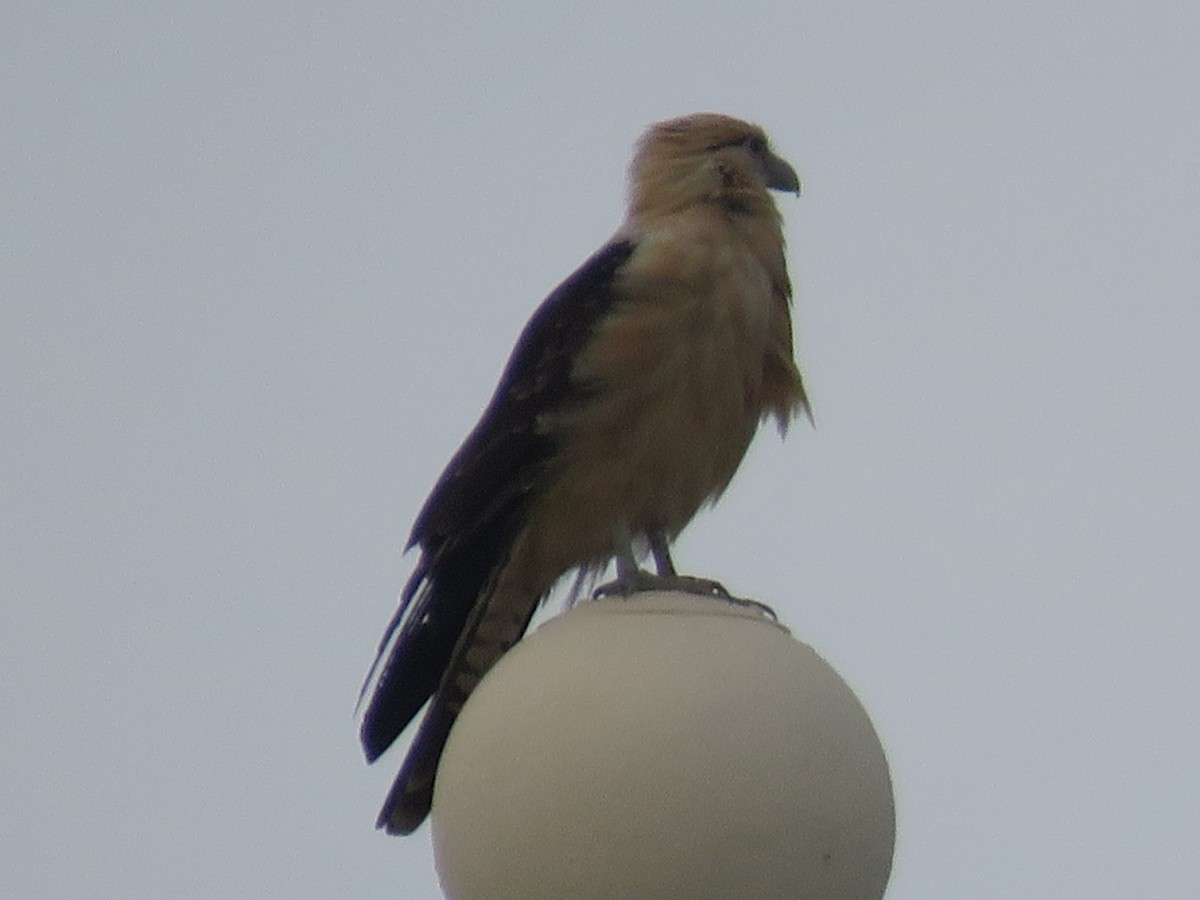 Yellow-headed Caracara - ML646335446
