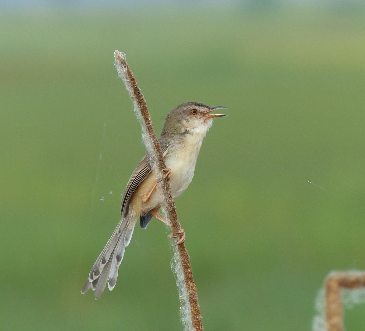 Plain Prinia - ML646335447