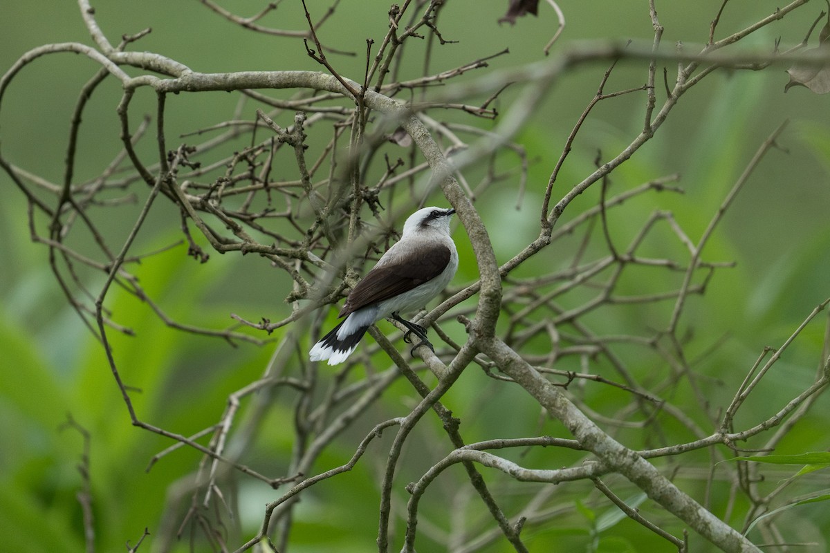 Masked Water-Tyrant - ML646335448