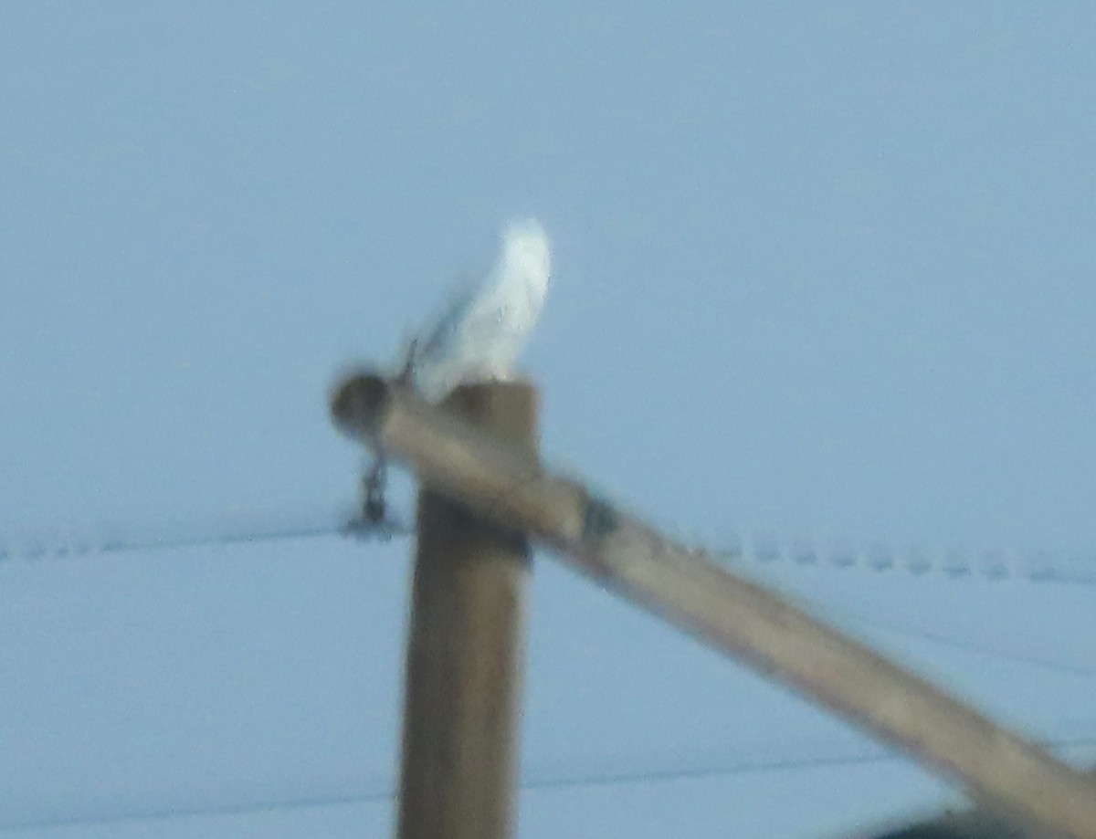 Сова біла - ML646335449