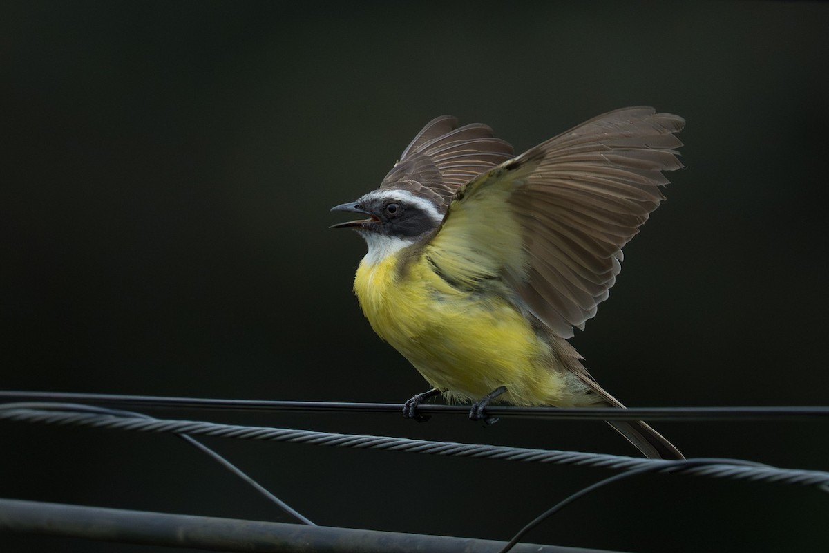 Social Flycatcher - ML646335450