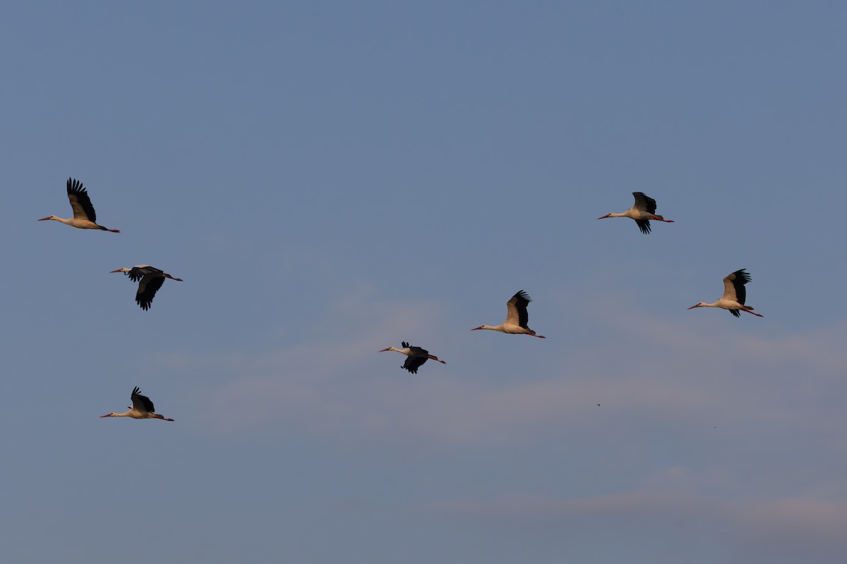 White Stork - ML646335451