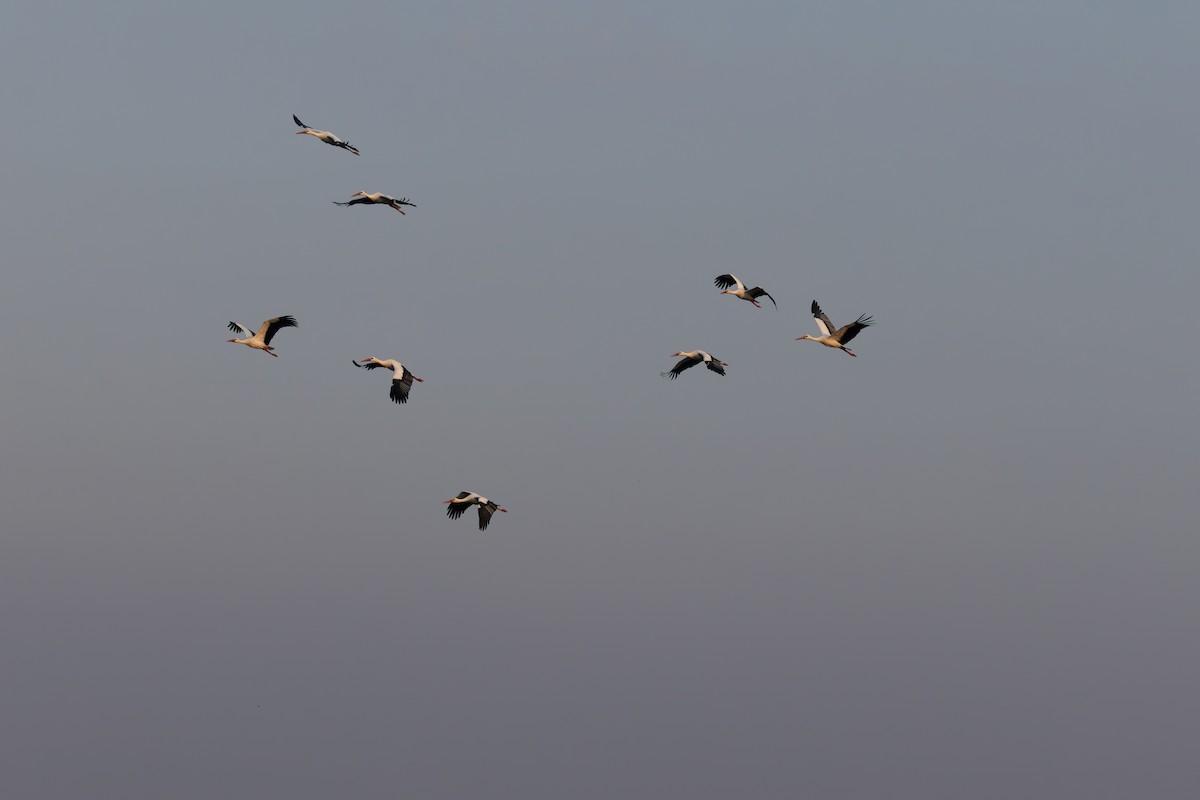 White Stork - ML646335452