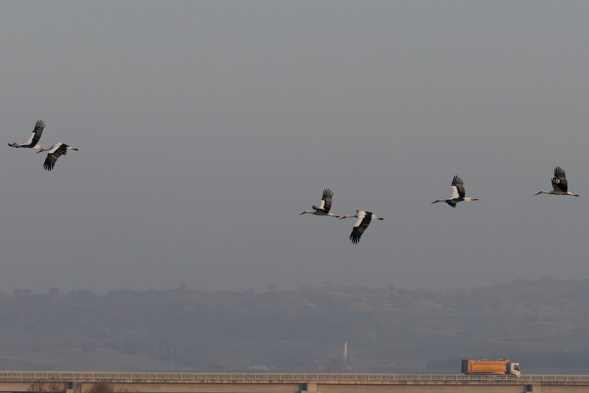 White Stork - ML646335453