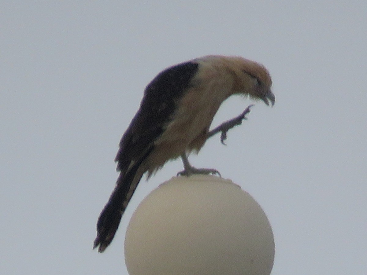 Yellow-headed Caracara - ML646335454