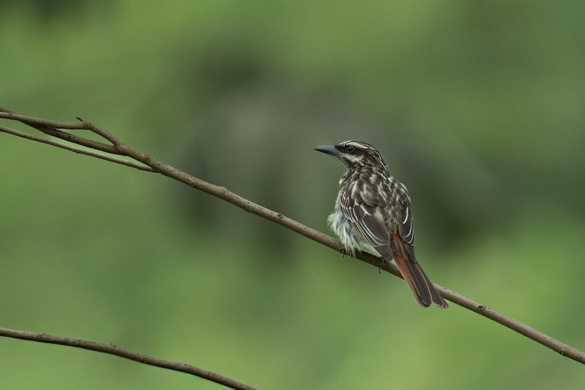 Streaked Flycatcher - ML646335455