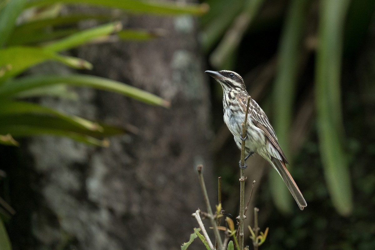 Streaked Flycatcher - ML646335456