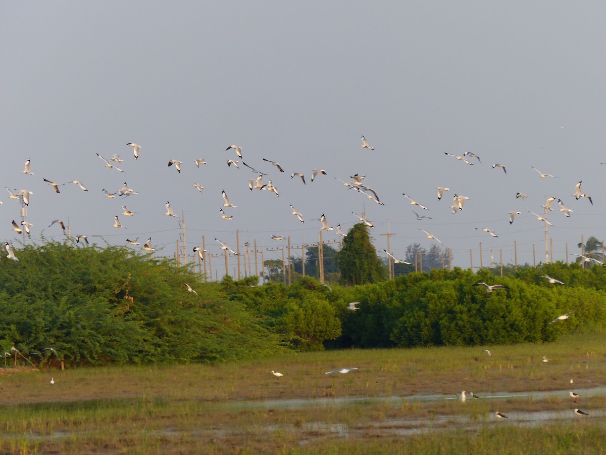 Hint Martısı - ML646335457