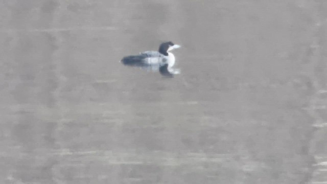 loon sp. - ML646335458