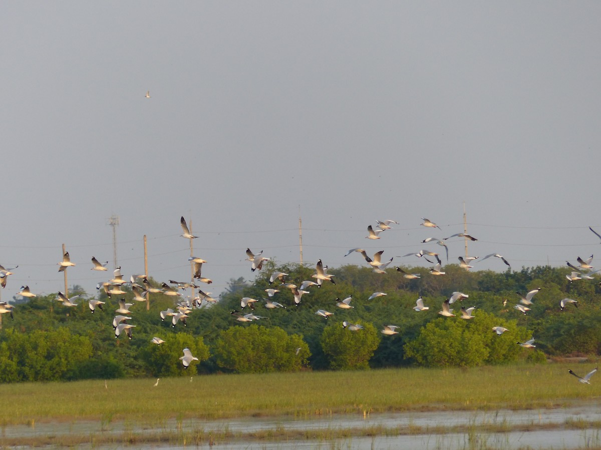 Hint Martısı - ML646335459