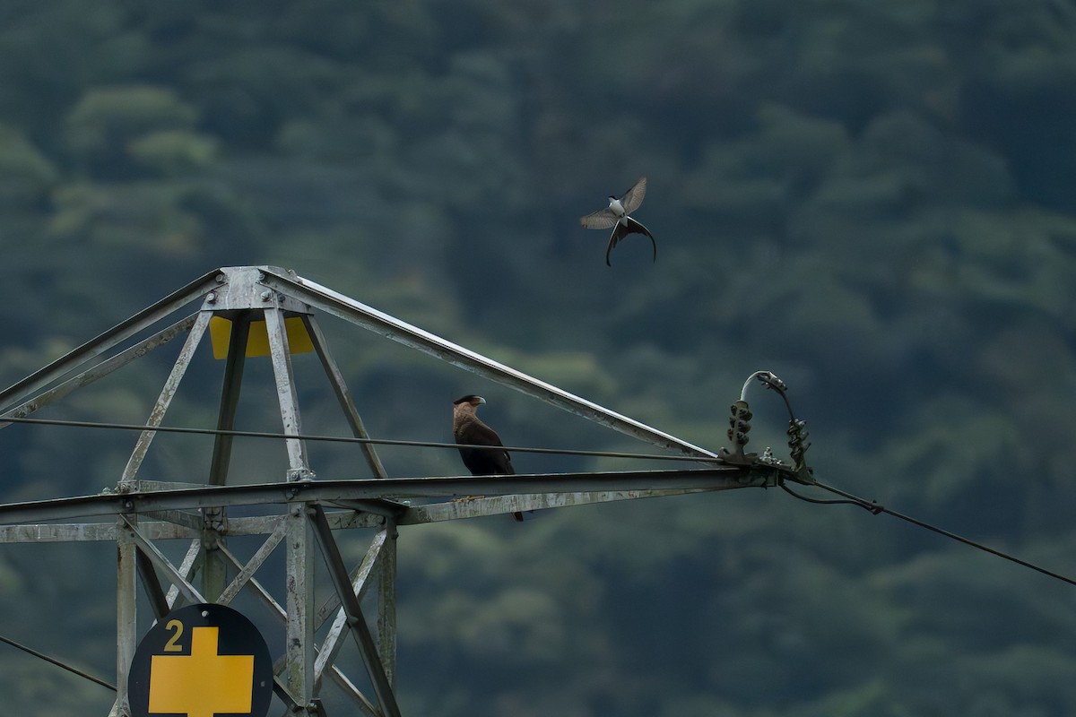 Fork-tailed Flycatcher - ML646335460