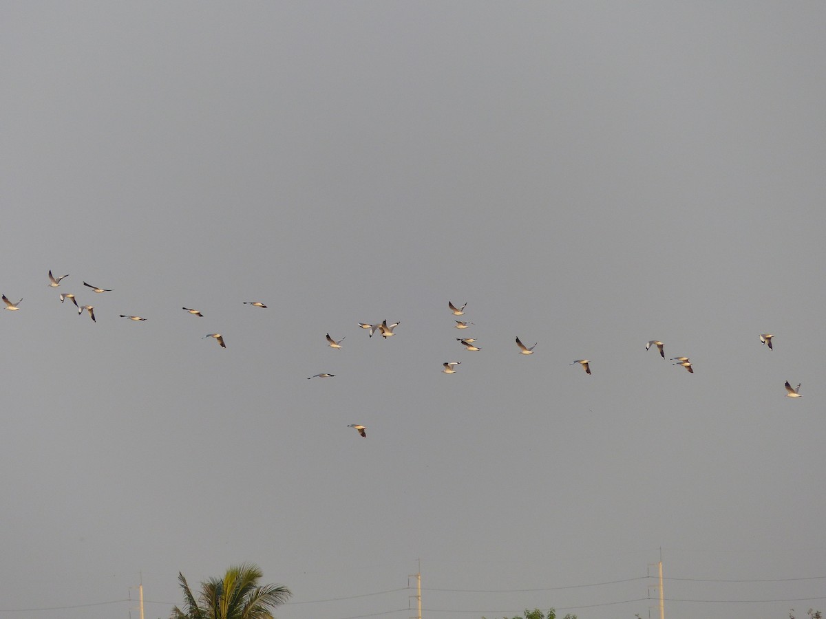 Hint Martısı - ML646335461