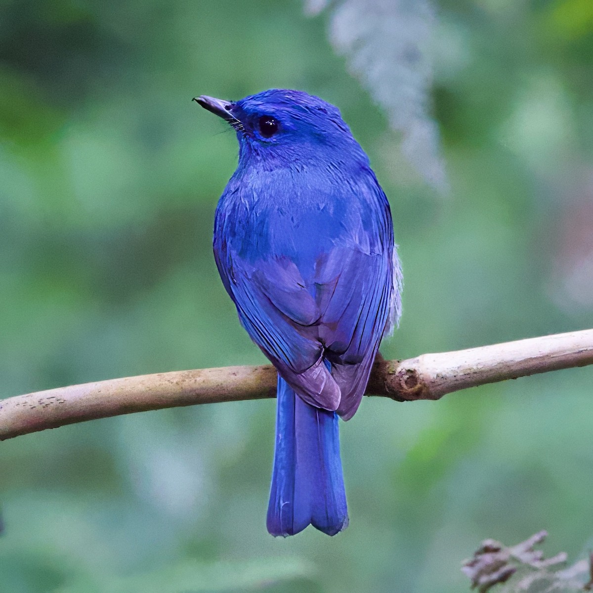 Pale Blue Flycatcher - ML646335462