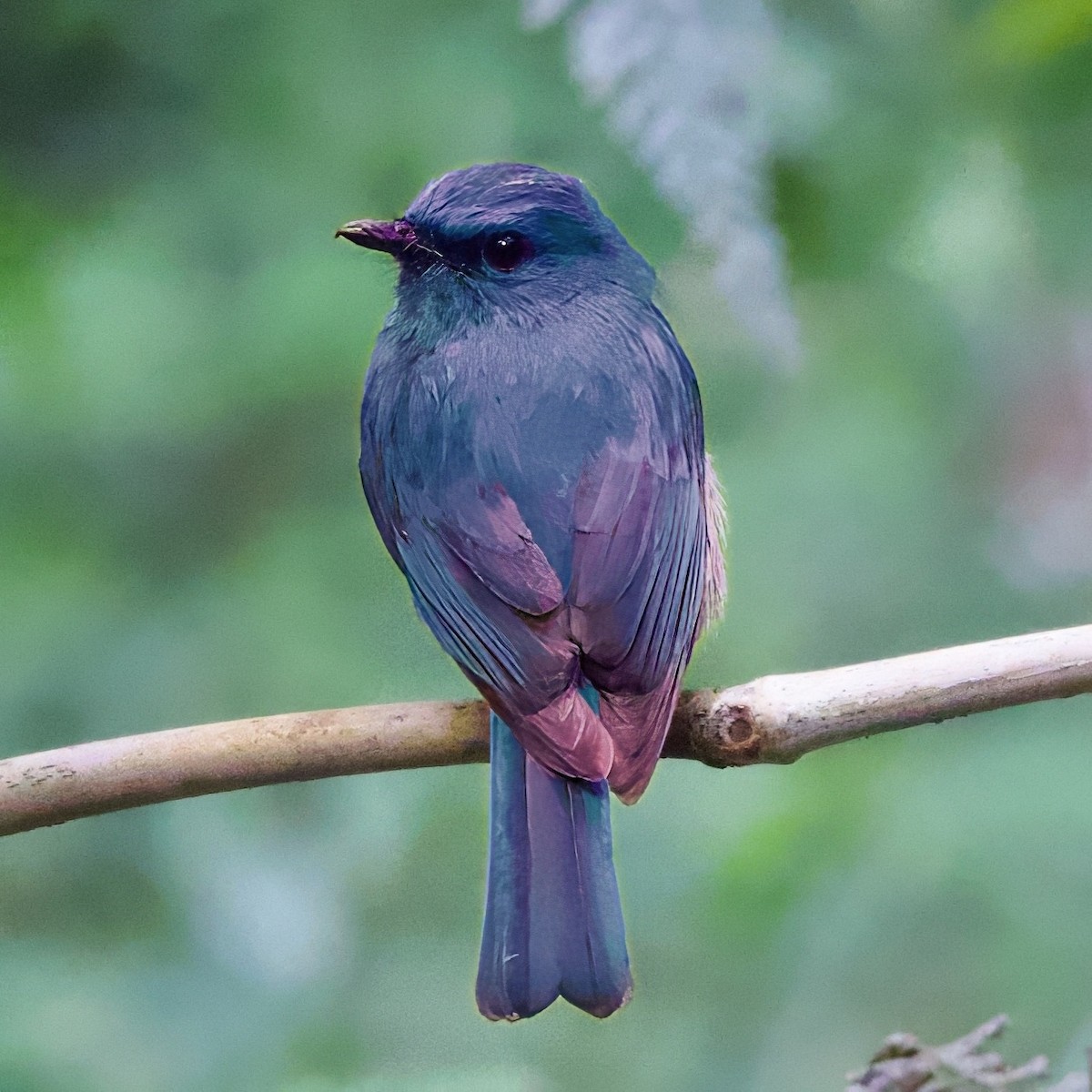 Pale Blue Flycatcher - ML646335463