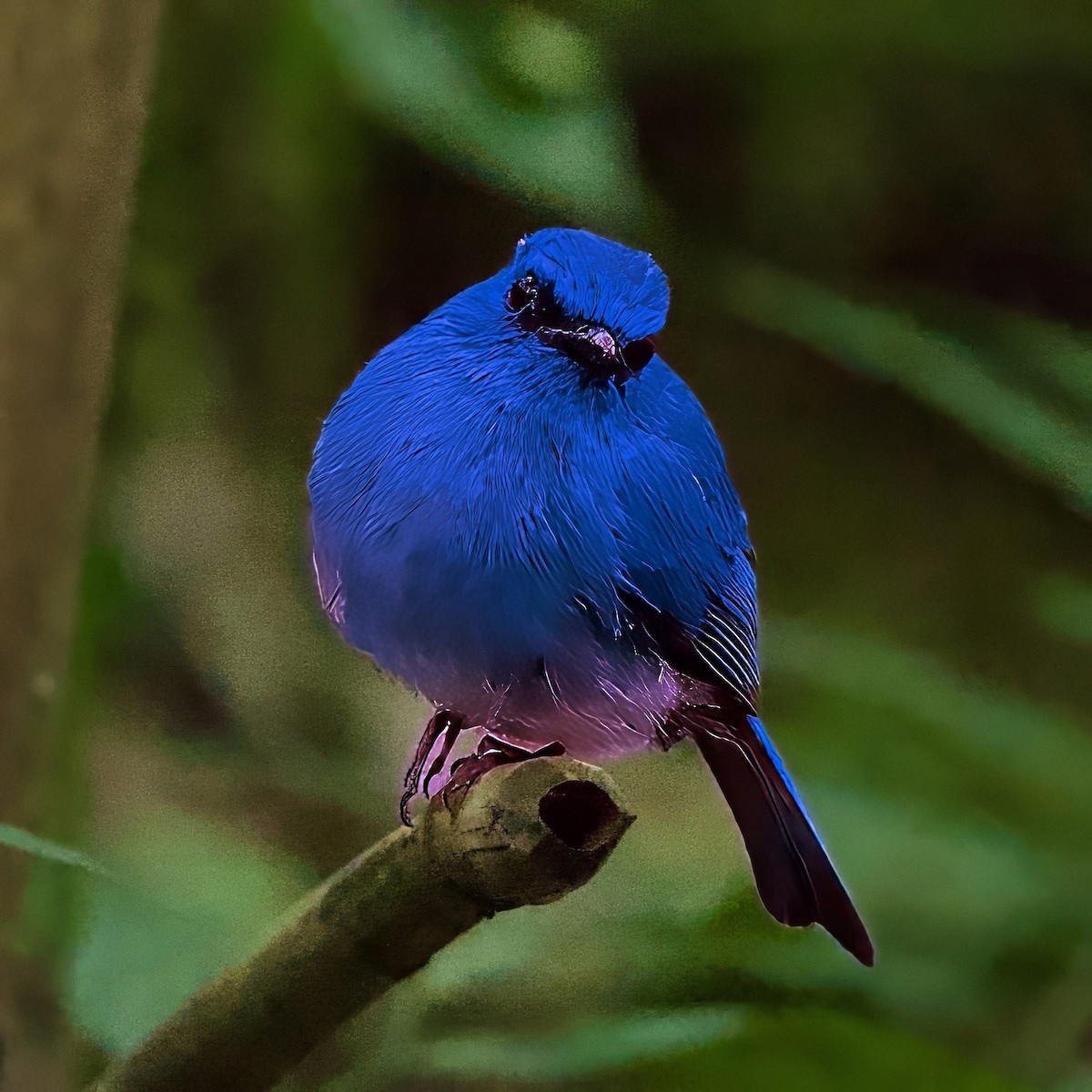 Pale Blue Flycatcher - ML646335464