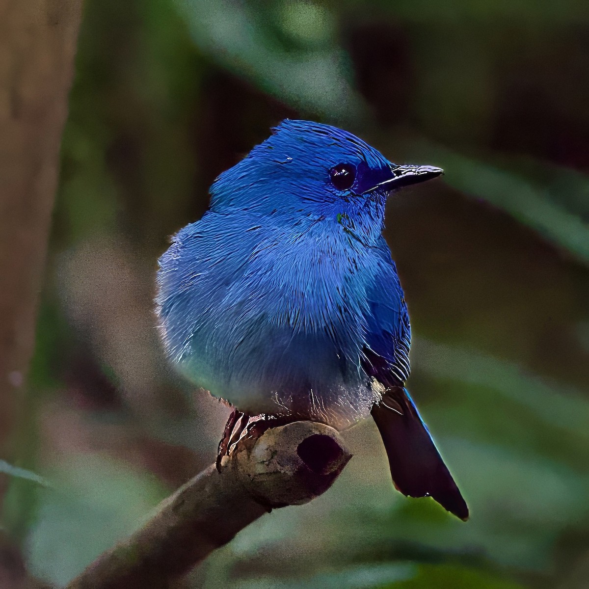 Pale Blue Flycatcher - ML646335465
