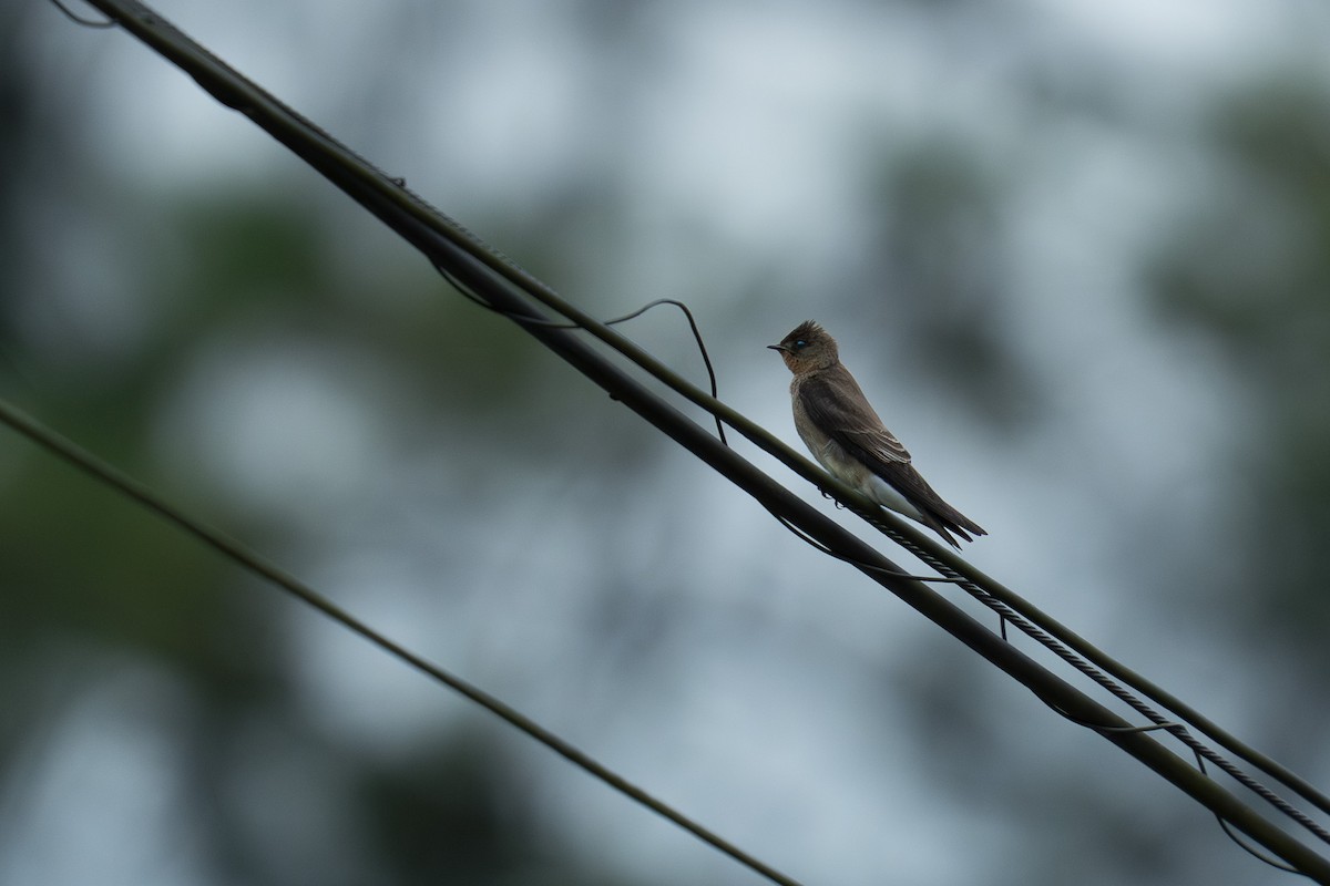 Southern Rough-winged Swallow - ML646335467