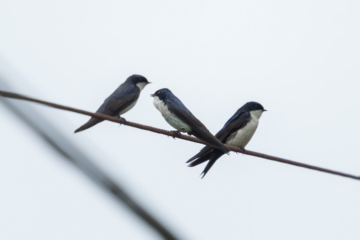 Blue-and-white Swallow - ML646335469