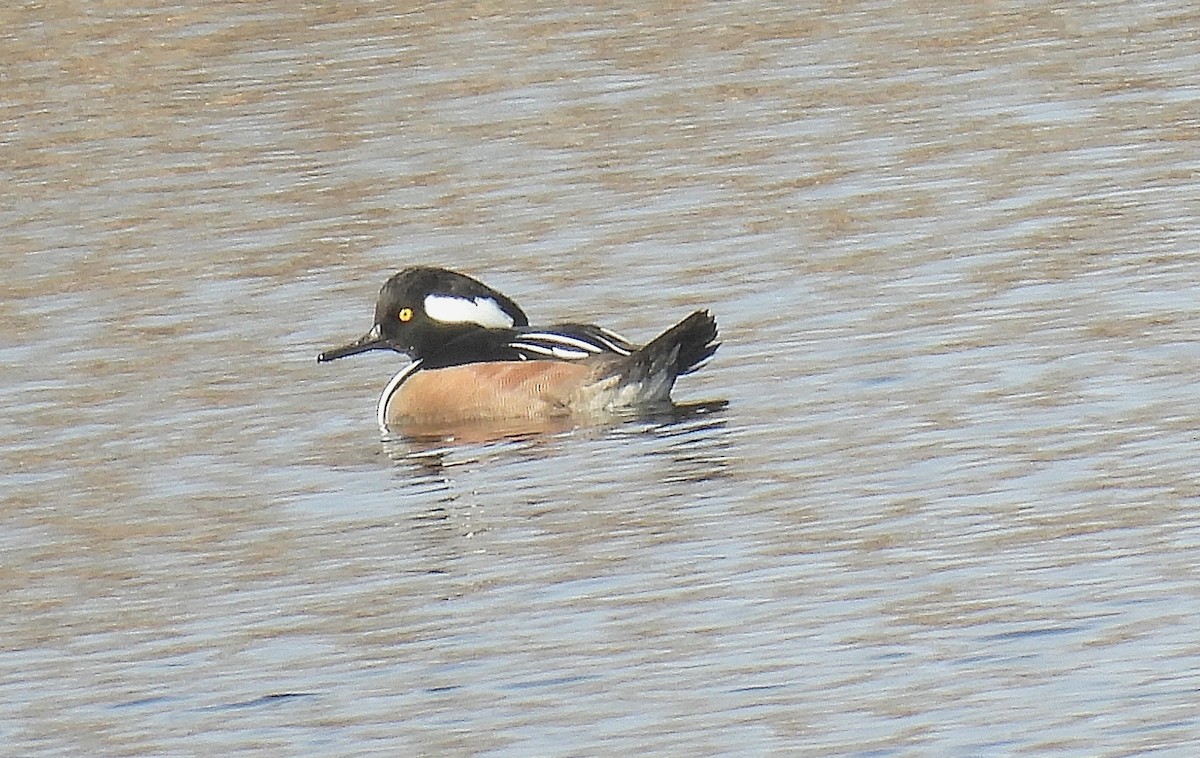 Hooded Merganser - ML646335470