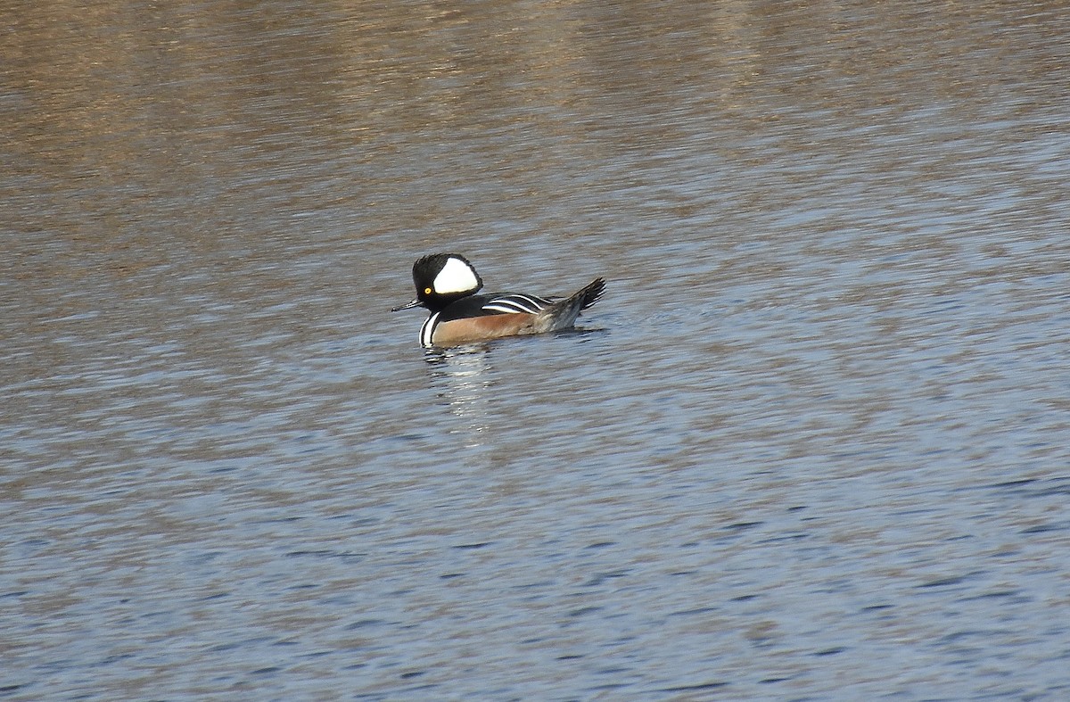 Hooded Merganser - ML646335474