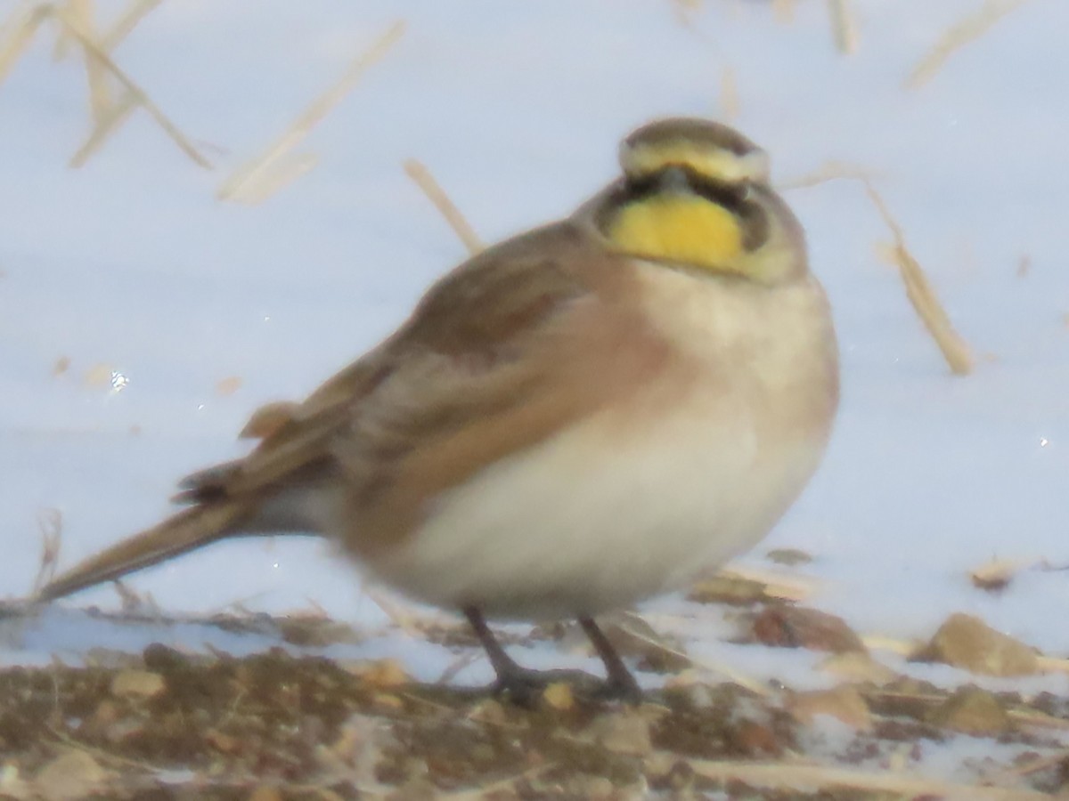 Жайворонок рогатий - ML646335478