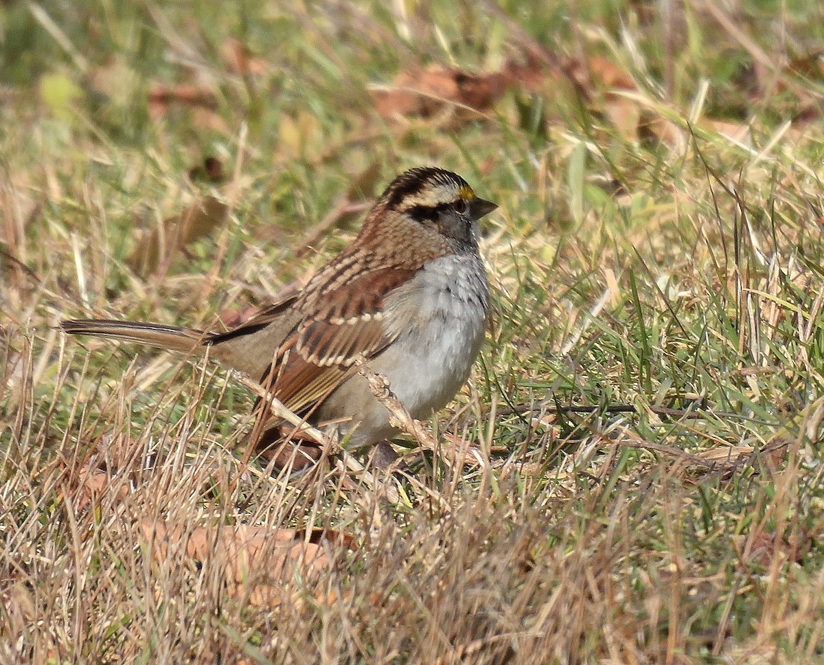 White-throated Sparrow - ML646335479