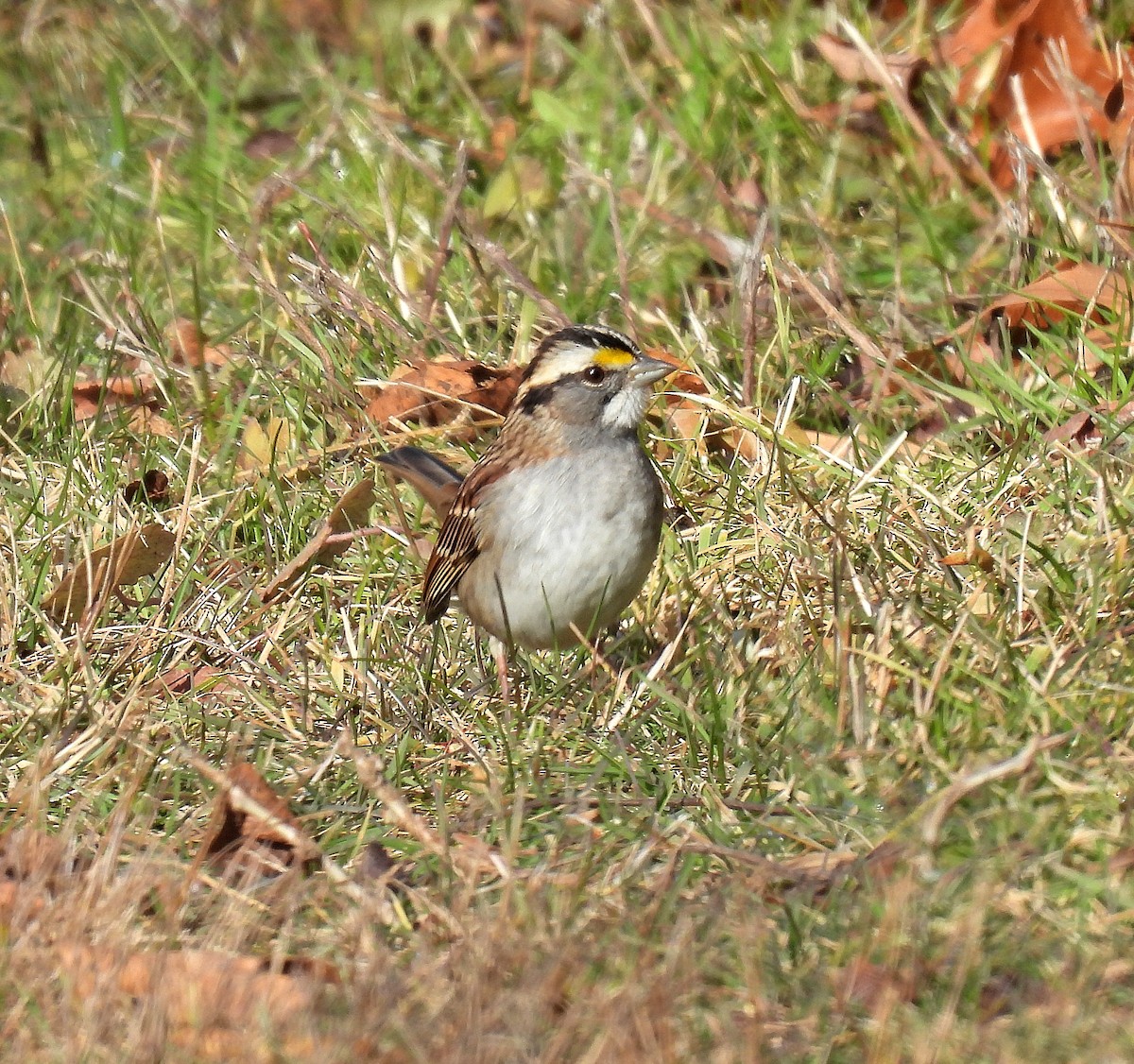 White-throated Sparrow - ML646335480