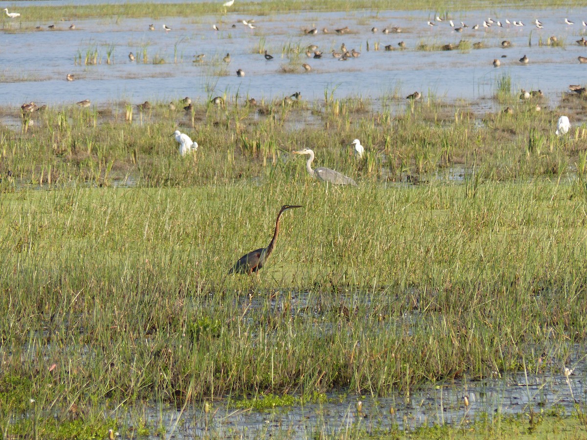 volavka červená - ML646335481