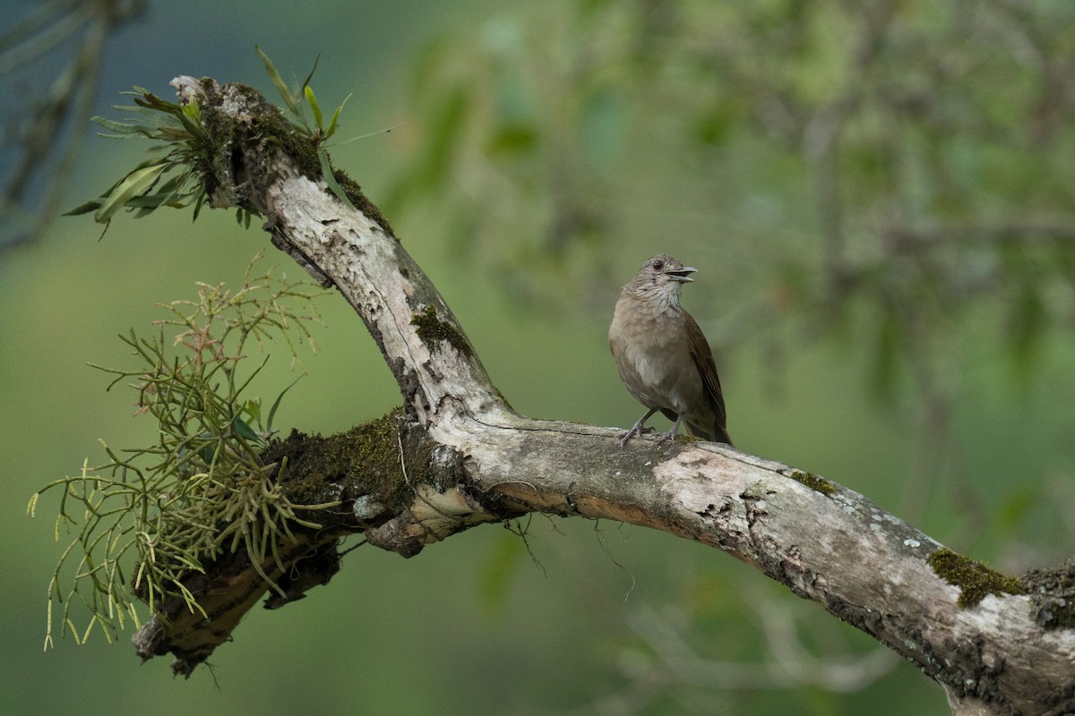 Pale-breasted Thrush - ML646335482