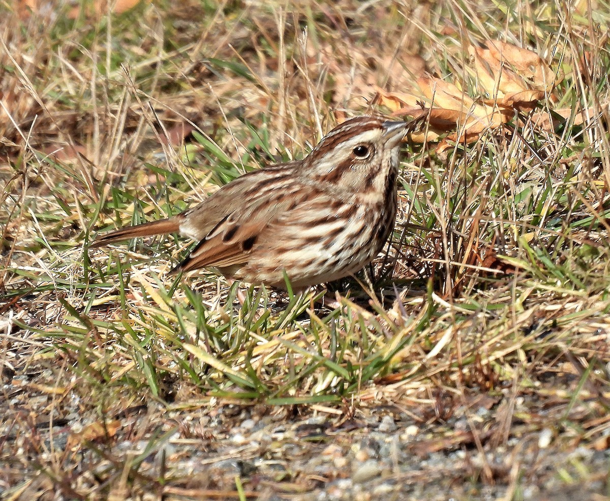 Song Sparrow - ML646335485