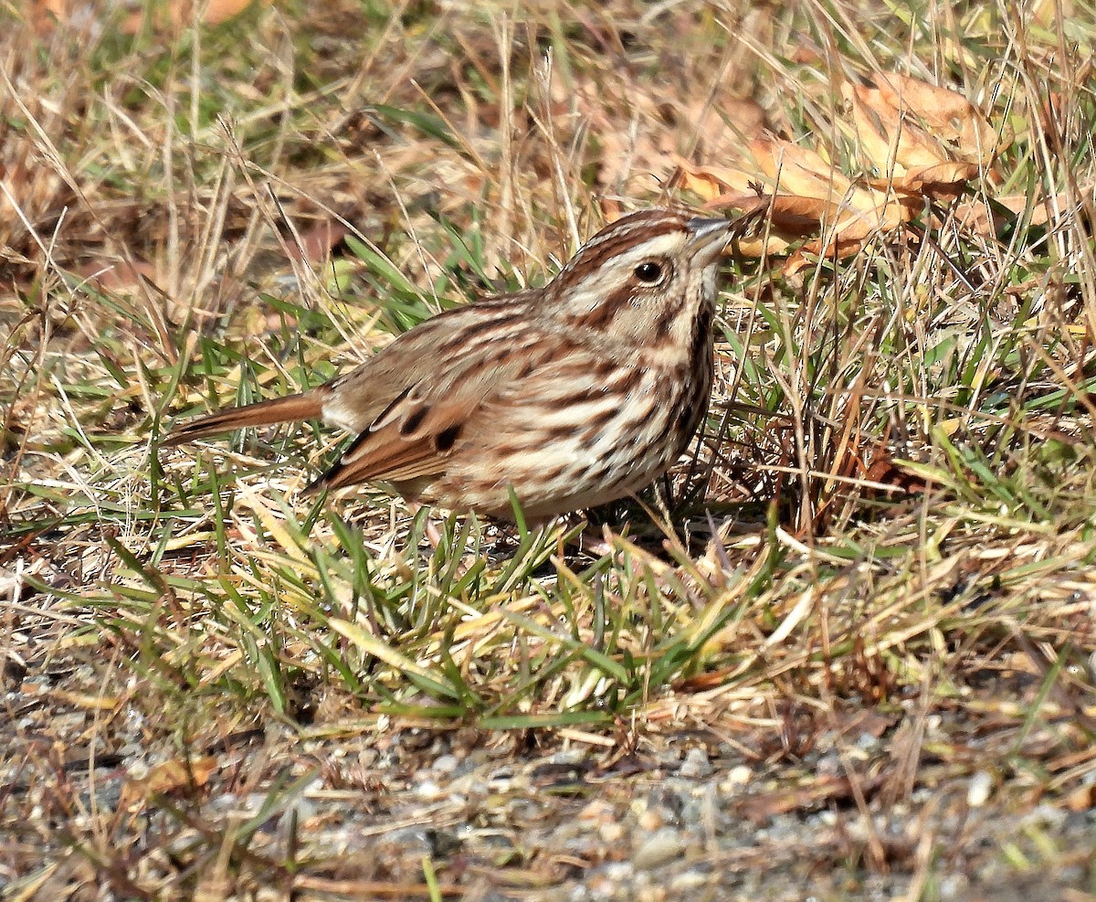 Song Sparrow - ML646335486