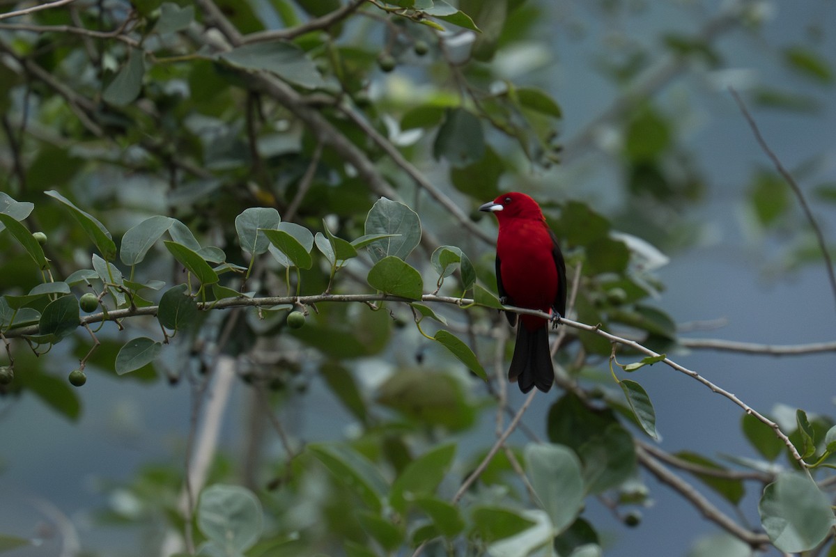 Brazilian Tanager - ML646335487