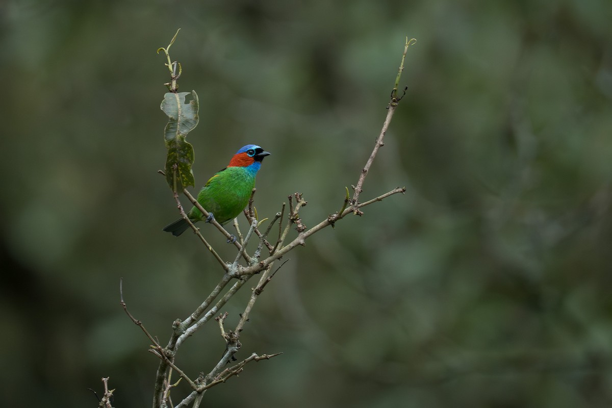 Red-necked Tanager - ML646335490