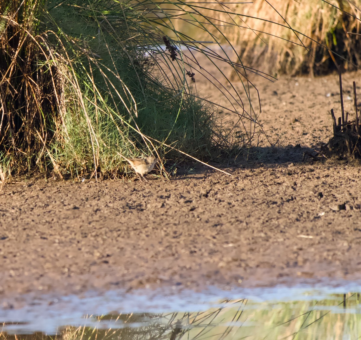 Little Grassbird - ML646335492