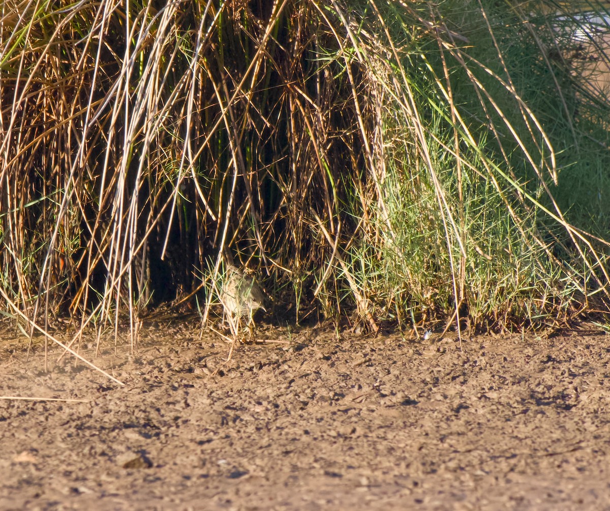 Little Grassbird - ML646335493