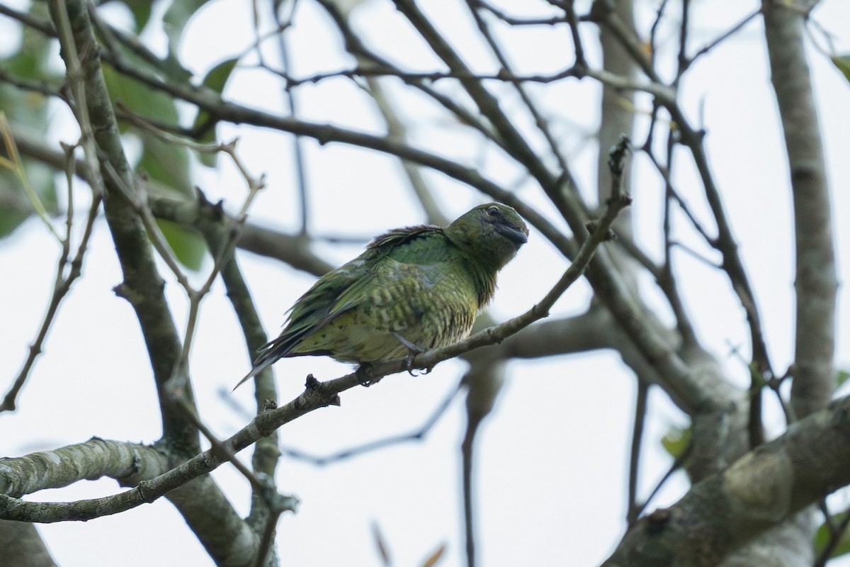 Swallow Tanager - ML646335497