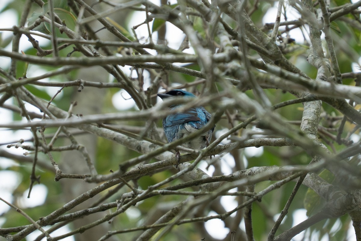 Swallow Tanager - ML646335498