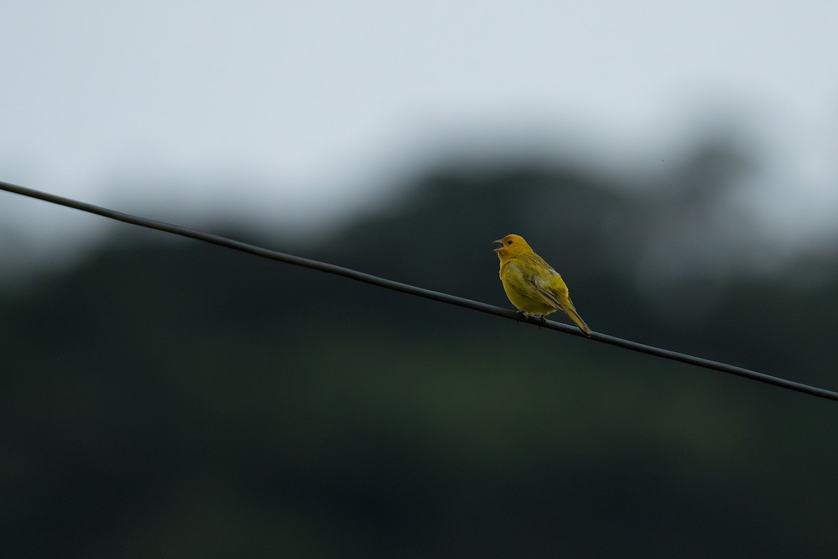 Saffron Finch - ML646335505