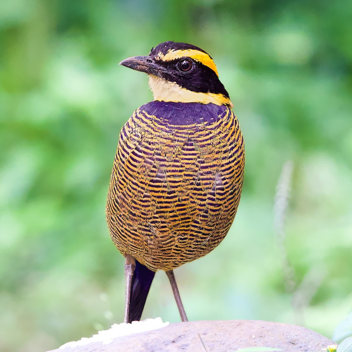 Javan Banded-Pitta - ML646335513